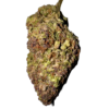 hawaiian rain strain